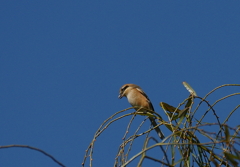 今季初撮り　９