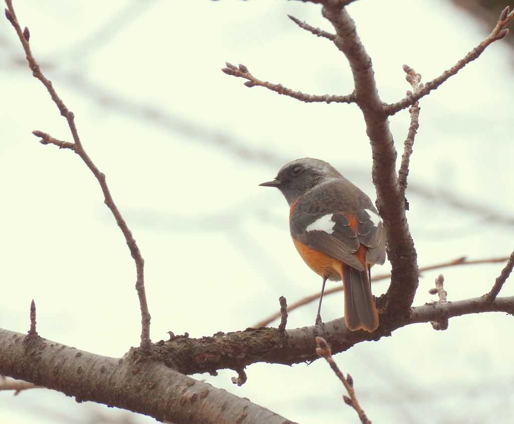この紋所・・・