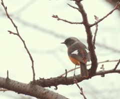 この紋所・・・