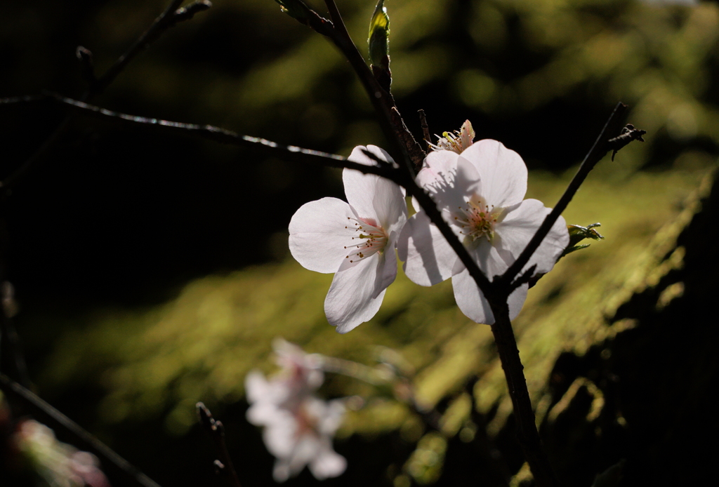 我が町の開花宣言　(^^)