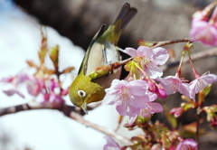 桜は未だかいな！？