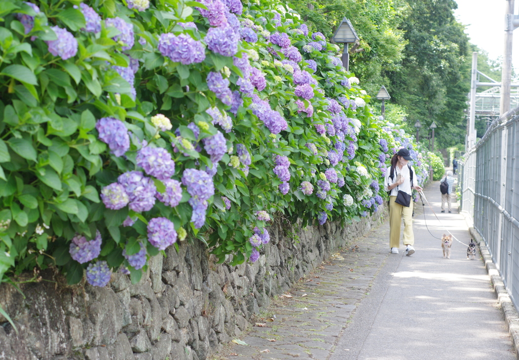 紫陽花小道