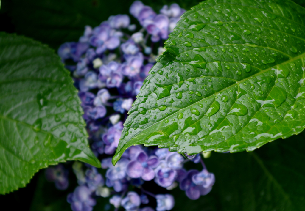 梅　雨　