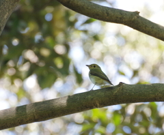 今季初撮り　５