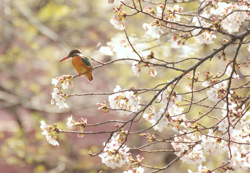 桜カワセミ　３
