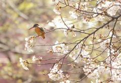 桜カワセミ　３