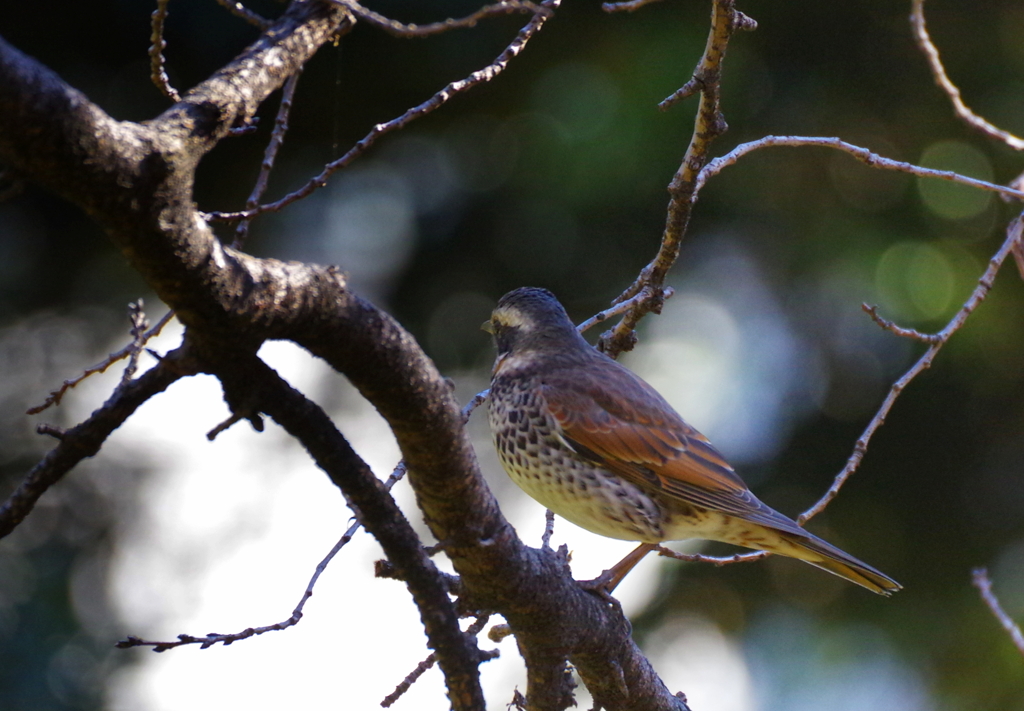 凛とした佇まい