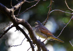 凛とした佇まい