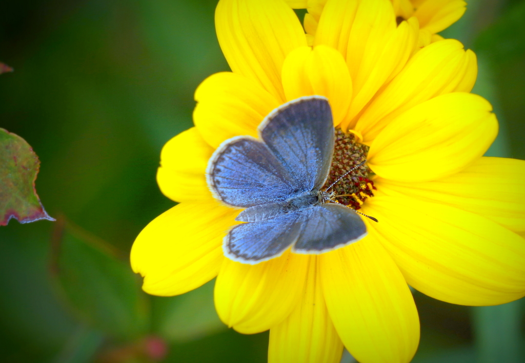 Blue423