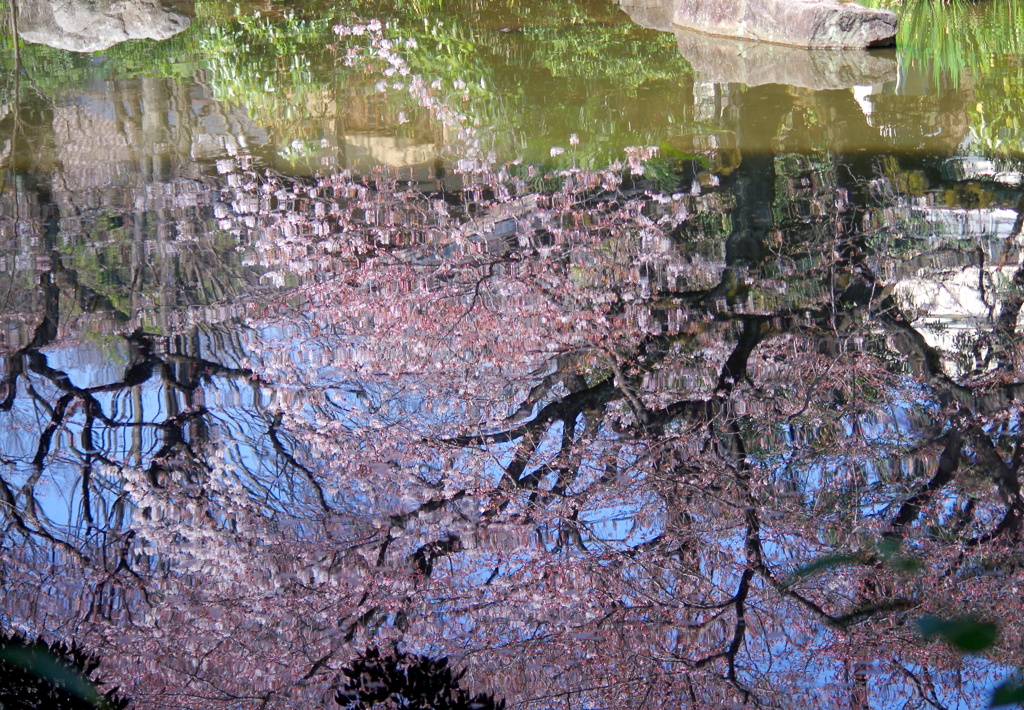 水　桜　