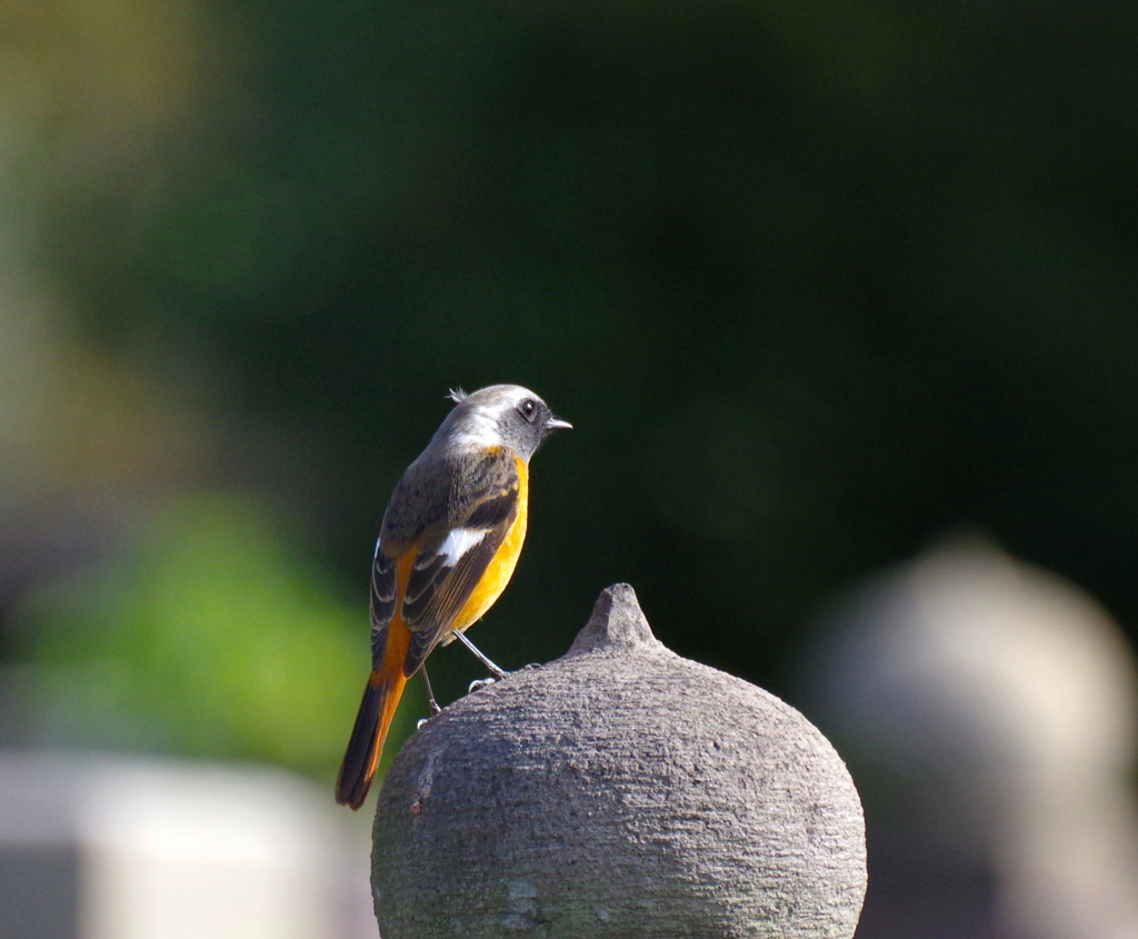  New hair  style　！？