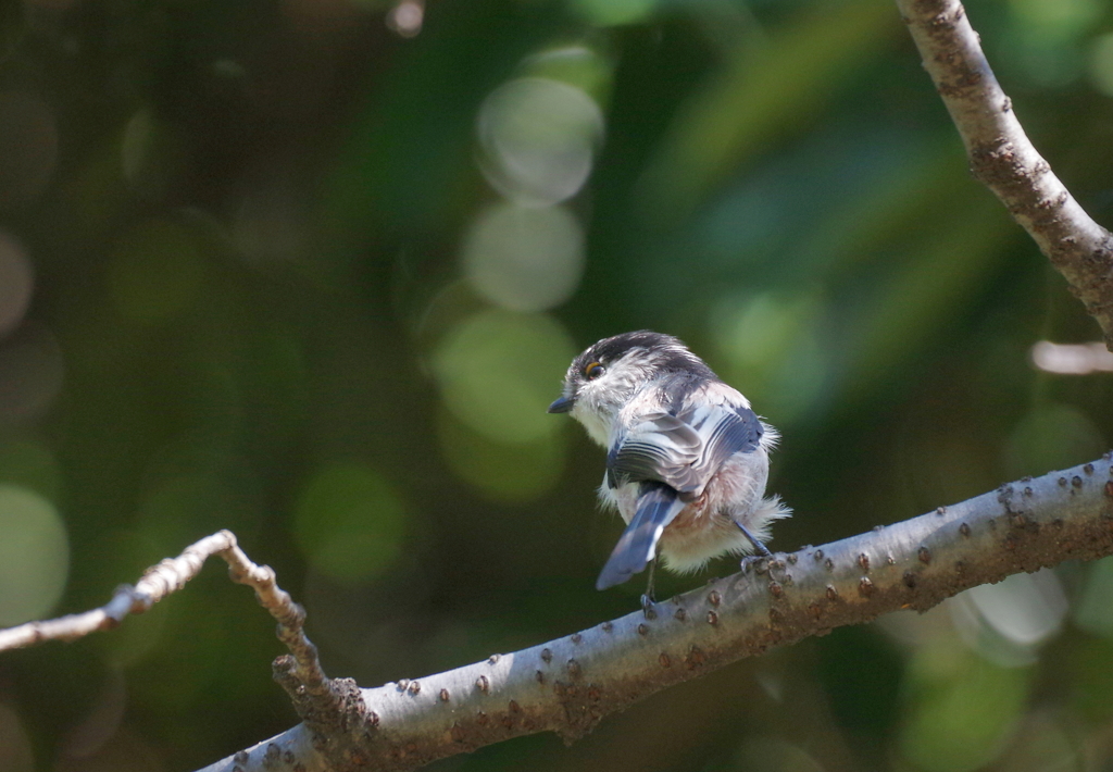 お尻、ふりふり！