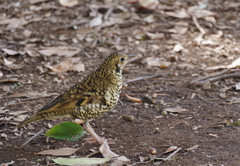 今季初撮り　１０