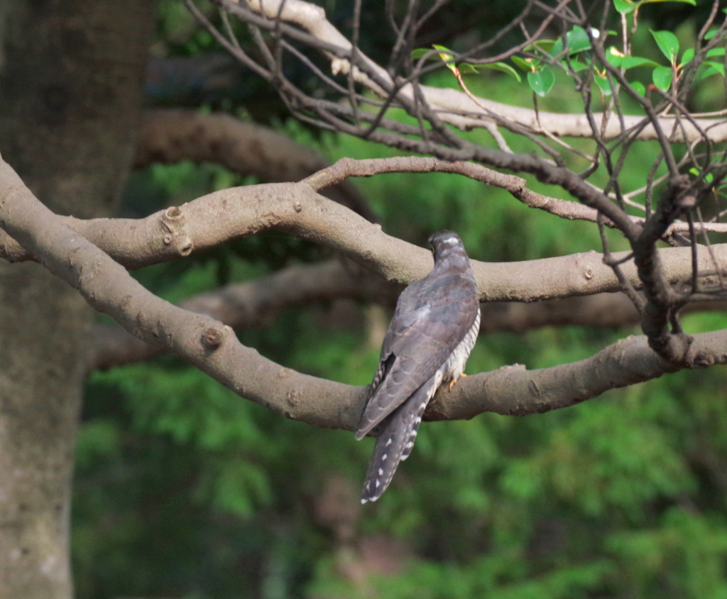 ツツドリ　（後姿）