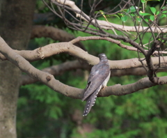 ツツドリ　（後姿）