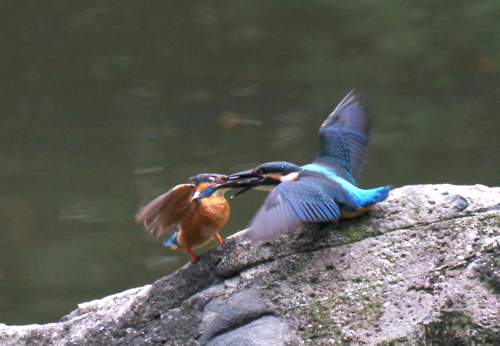 そう焦るなって・・・