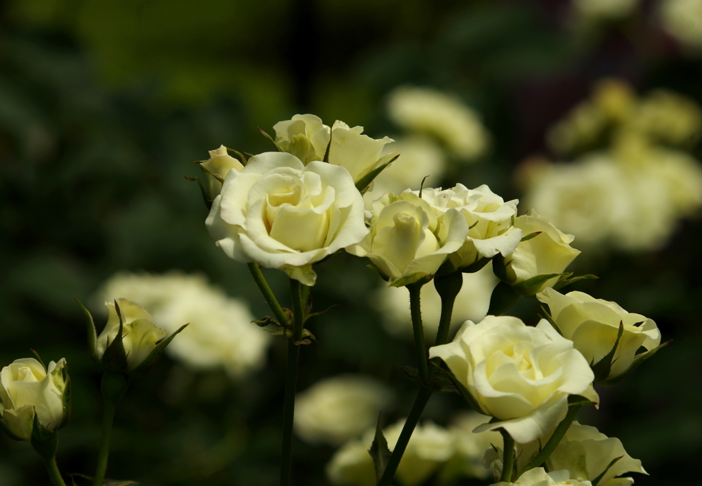 白い薔薇