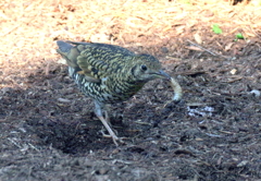 ほら　土産だよ！