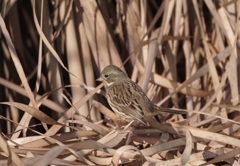 ホウジロ科の面々　３
