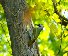 コココココン　(((o(*ﾟ∀ﾟ*)o)))