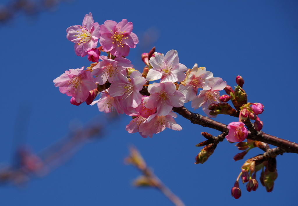そ～だ　三浦半島に行こう！①