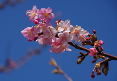 そ~だ 三浦半島に行こう!① そ~だ 三浦半島に行こう!①
