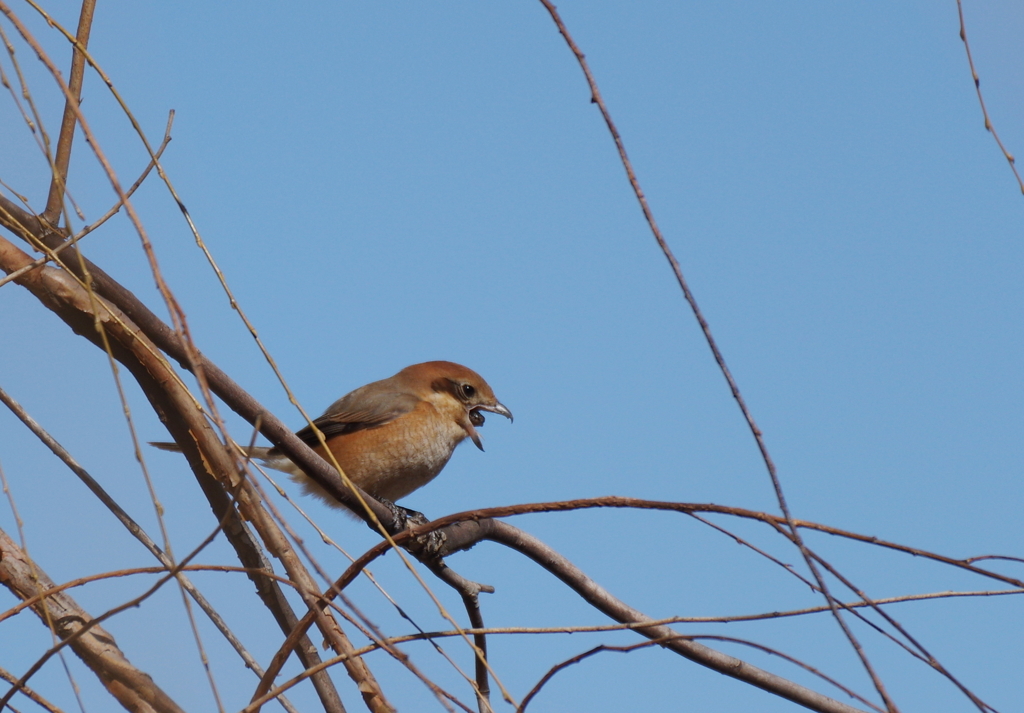 お口からポン！