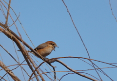 お口からポン！