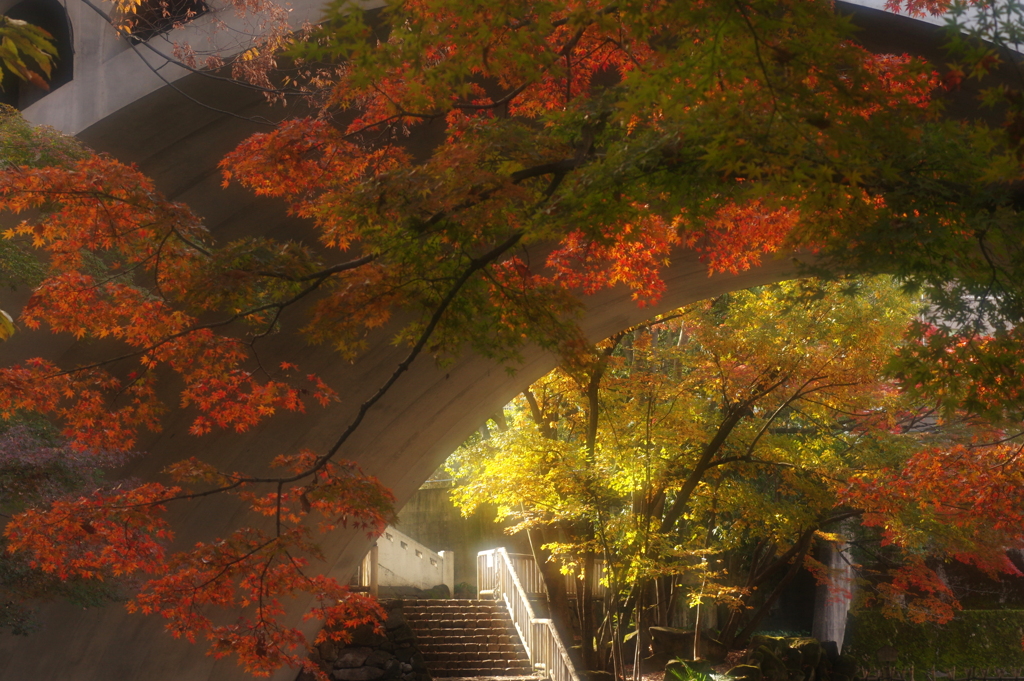 我が街の紅葉　６