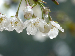 泣き桜　