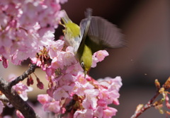 河津桜　１