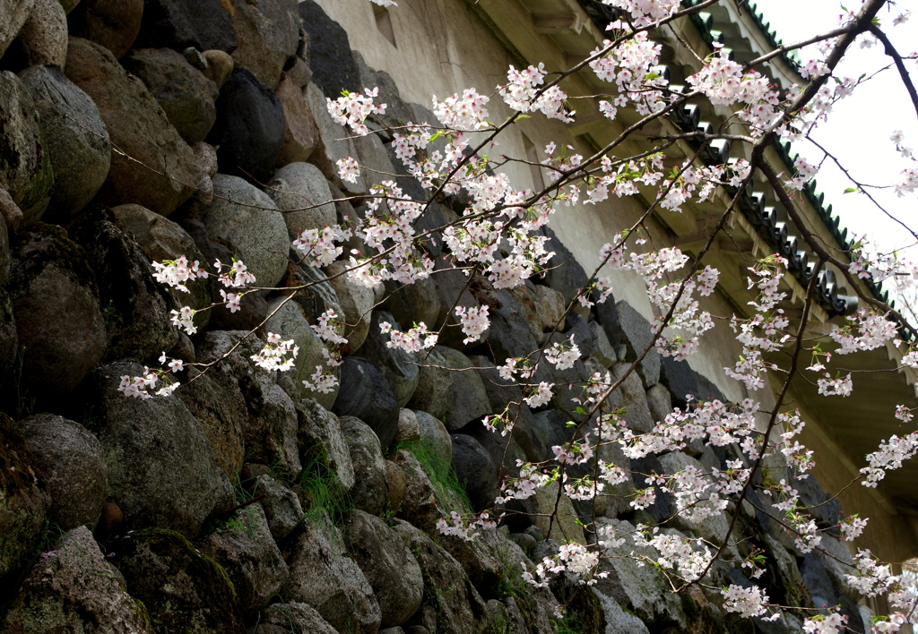 花は桜木　人は武士