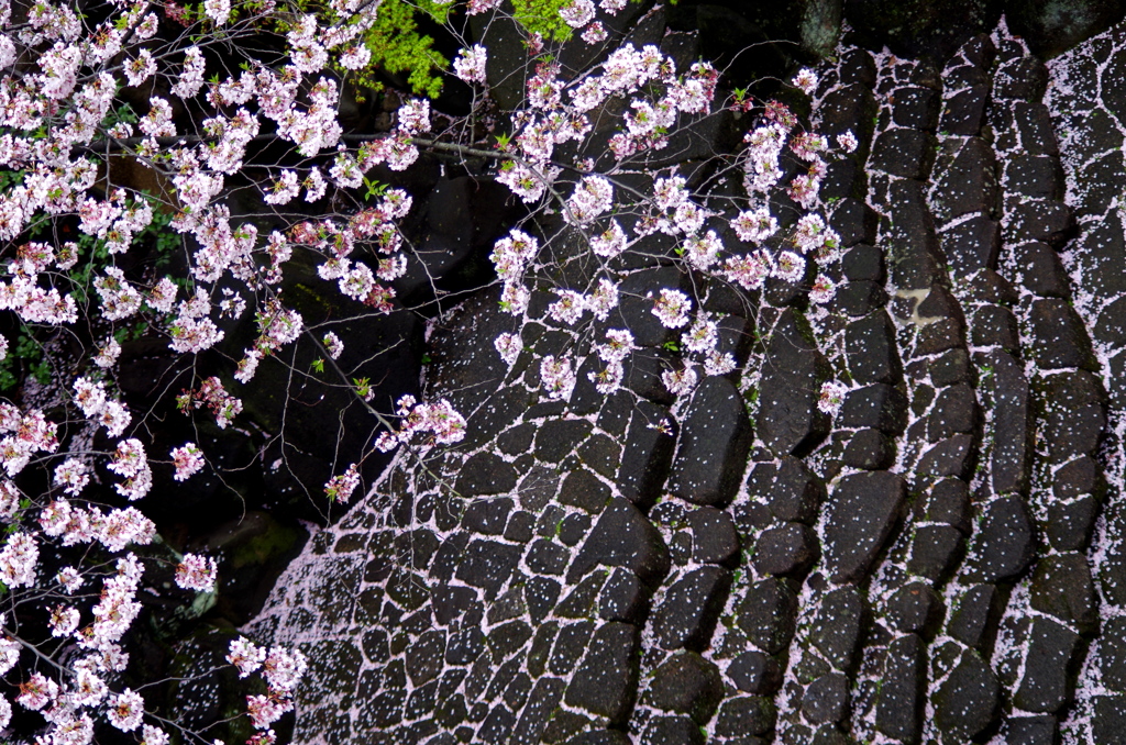 散る桜・・・