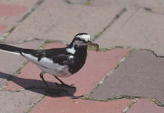 カワセミくん形無し カワセミくん形無し