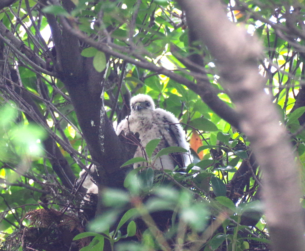 成長記録　６/２９　　その２