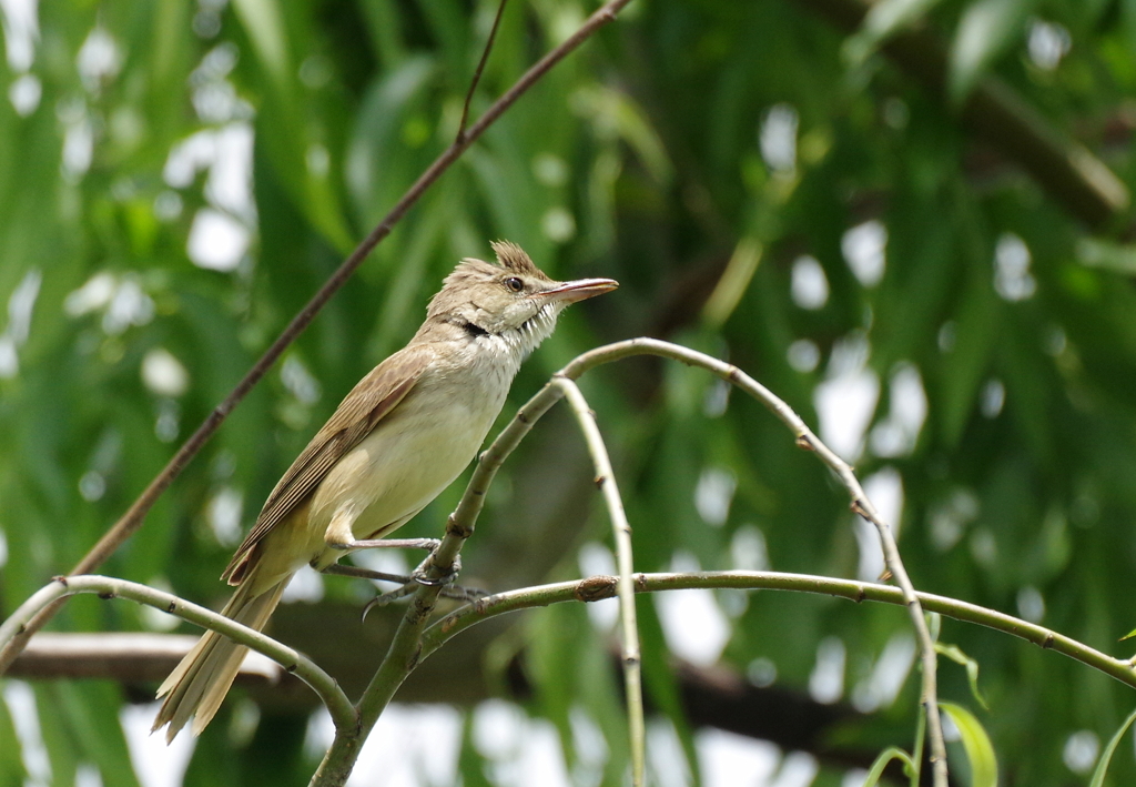 河川敷散歩　１３