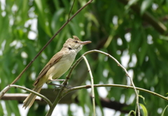 河川敷散歩　１３