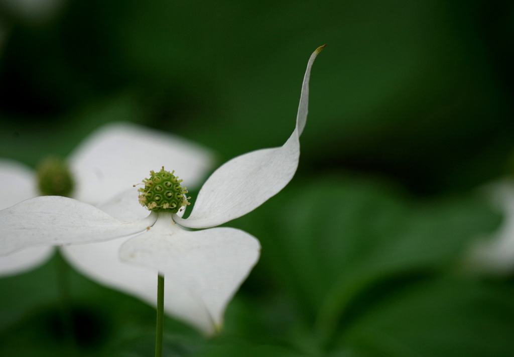 よっ　ヤマちゃん！　
