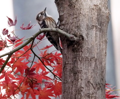 上へ上へと···