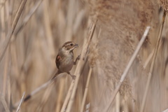 ホウジロ科の面々　６