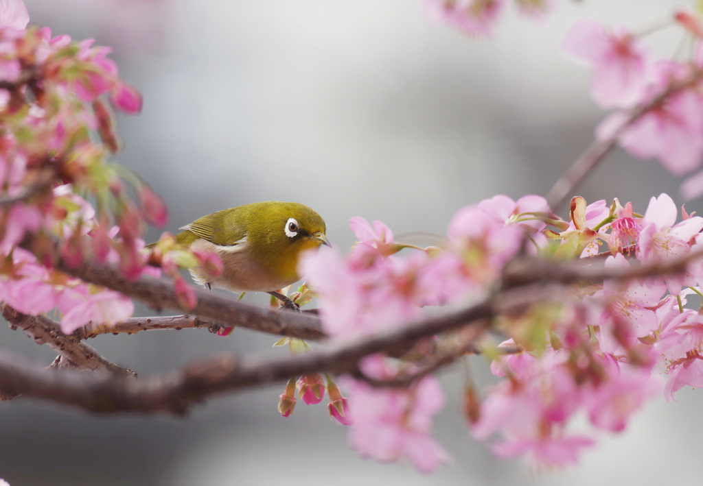 春を先取り　１