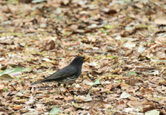 変則大三元・黒　(  -_・)?