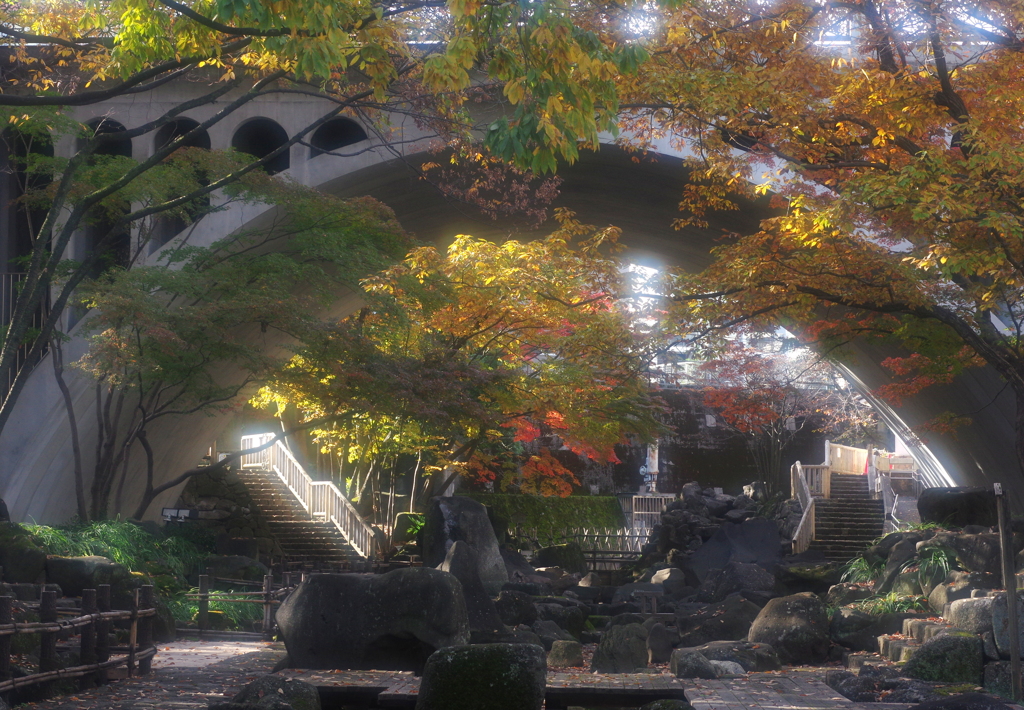 我が街の紅葉　５