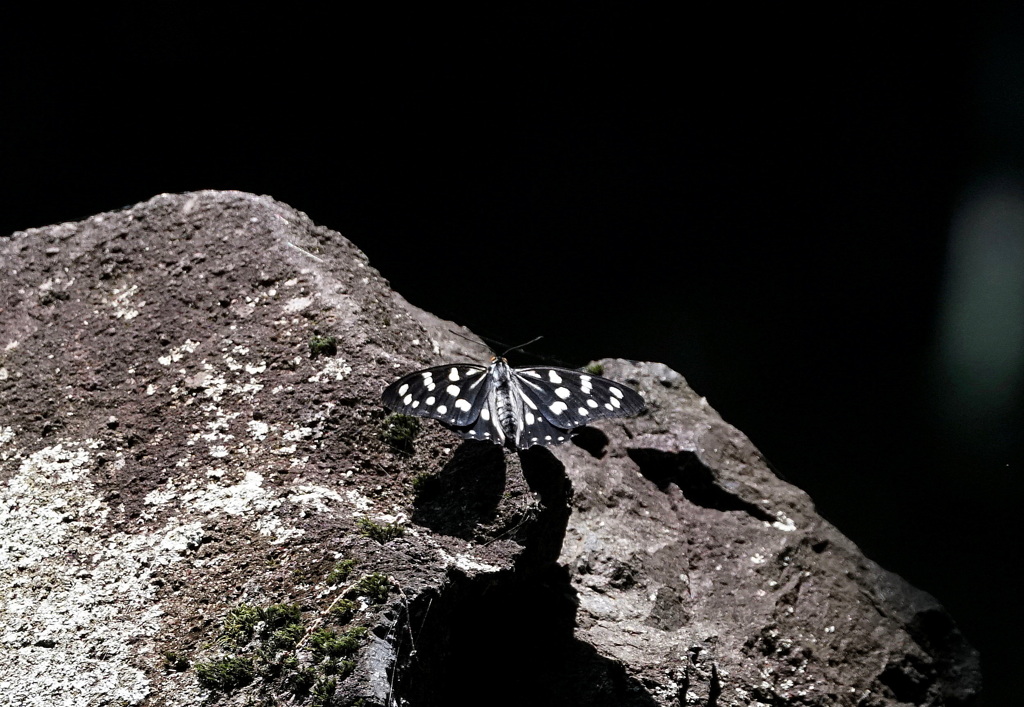 ゴマダラチョウ　 