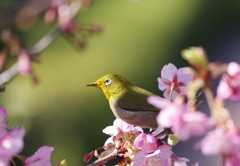 春が来た？　１