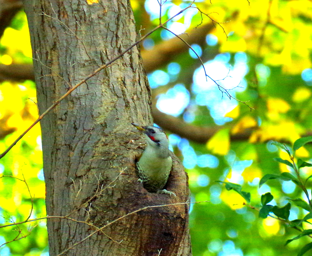 キョロキョロ　o(^-^o)(o^-^)o