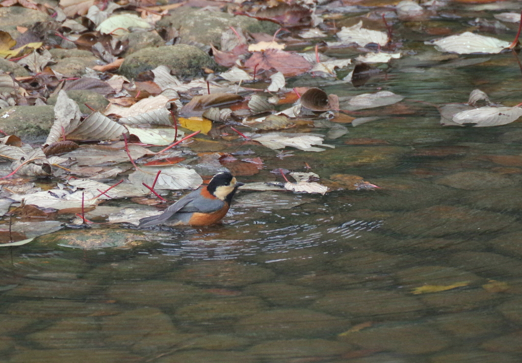 おしゃまなヤマちゃん　４