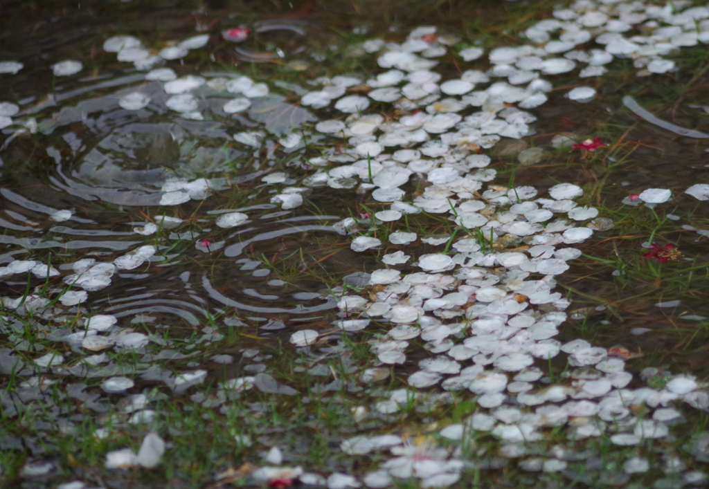 花散らし・・・