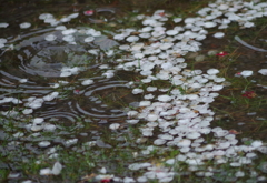 花散らし・・・