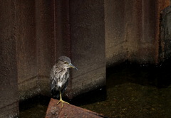 遺構の主